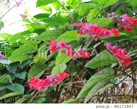 ベニゲンペイカズラ (紅源平葛)Clerodendrum×speciosum ベニゲンペイカズラ (紅源平葛)Clerodendrum×speciosum 86171847
