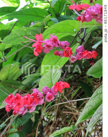 ベニゲンペイカズラ Clerodendrum ×speciosum ベニゲンペイカズラ Clerodendrum ×speciosum 86171849