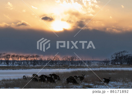 野付半島　夕日とエゾシカの群れ 86171892