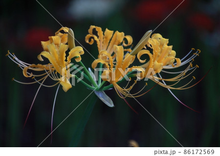 黄色の曼珠沙華　【千葉県松戸市祖光院にて】 86172569