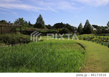 秋の花ファンタジア園内　【千葉県野田市清水公園にて】 86172616