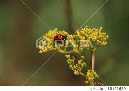 オミナエシとテントウムシ 【千葉県野田市清水公園にて】 オミナエシとテントウムシ 【千葉県野田市清水公園にて】 86172620
