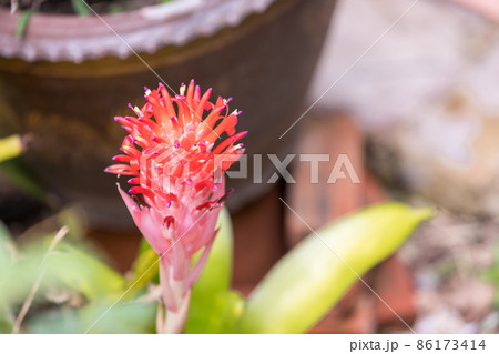 siam tulip Inflorescence. image of nature background, wallpaper and copy space. siam tulip Inflorescence. image of nature background, wallpaper and copy space. 86173414
