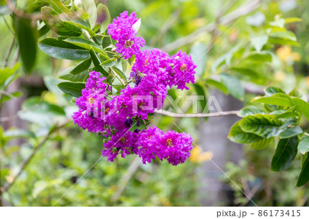 Lagerstroemia indica flower is a large bouquet of purple hanging from the tree. Lagerstroemia indica flower is a large bouquet of purple hanging from the tree. 86173415