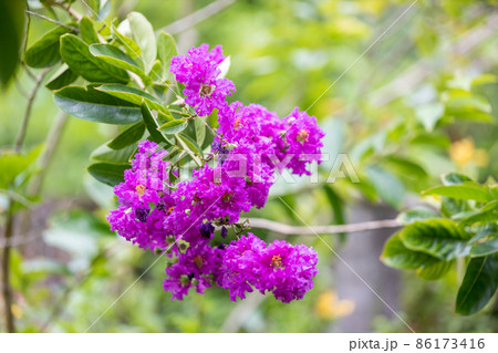 Lagerstroemia indica flower is a large bouquet of purple hanging from the tree. Lagerstroemia indica flower is a large bouquet of purple hanging from the tree. 86173416