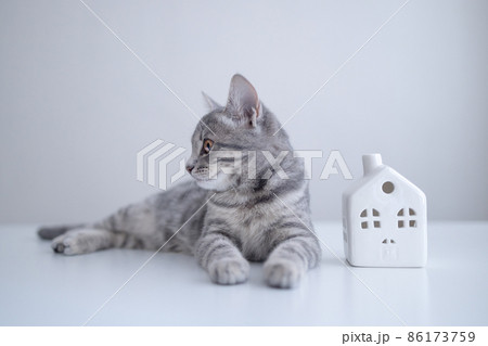 Adorable tabby grey cat kitten with white small toy model on a white table background 86173759