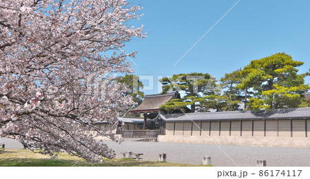 満開の桜と京都御所正面の建礼門 86174117