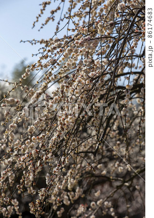 満開 86174683