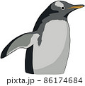 シンプルでリアルなジェンツーペンギンの上半身のイラスト 86174684