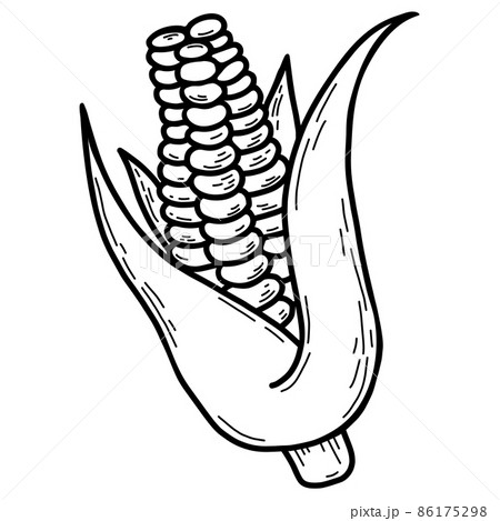 Head of corn with leaves. Beautiful ripe corn fruit. Vector illustration. Freehand line drawing, outline design and decoration, menu design and recipes. 86175298