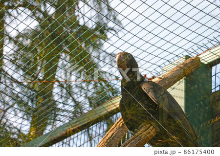 Close-up of a large parrot sitting on a tree branch. Close-up of a large parrot sitting on a tree branch. 86175400