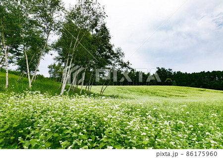 長野県大町市 中山高原 満開のそばの花と白樺 長野県大町市 中山高原 満開のそばの花と白樺 86175960