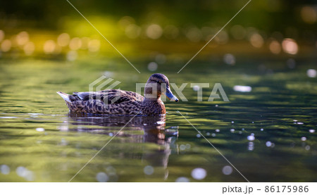 The mallard or wild duck 86175986