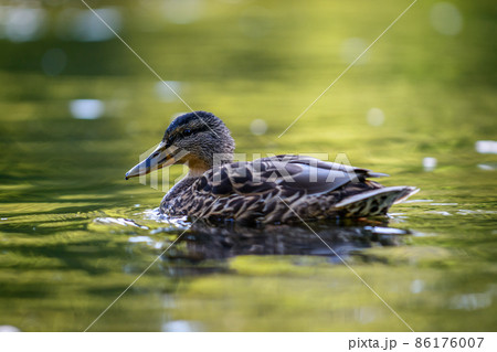 The mallard or wild duck 86176007
