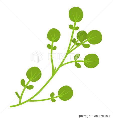 クレソンのイラスト 86176101