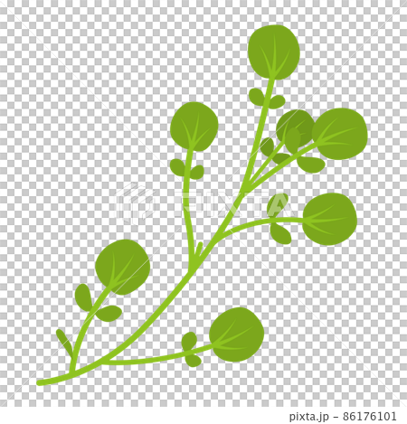 クレソンのイラスト 86176101