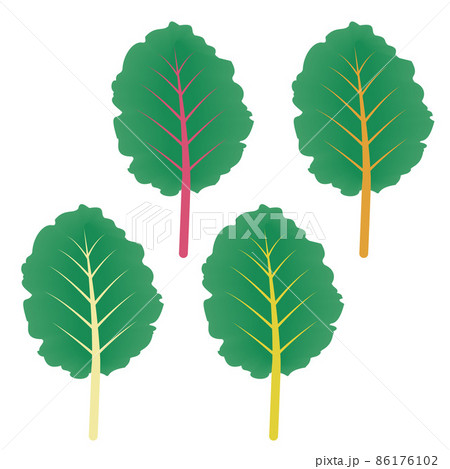 スイスチャードのイラスト スイスチャードのイラスト 86176102