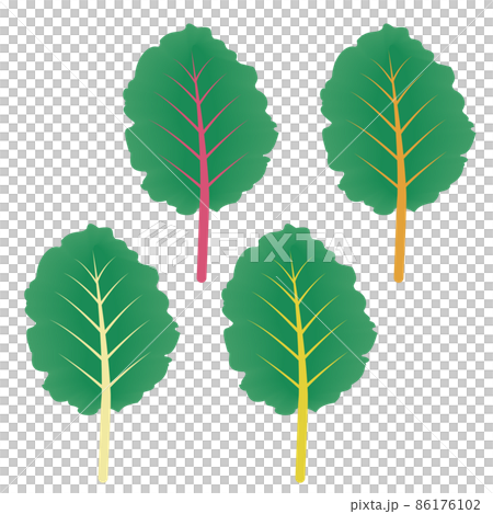 スイスチャードのイラスト スイスチャードのイラスト 86176102