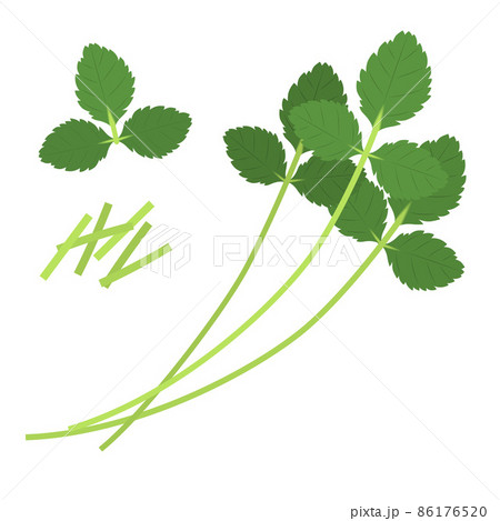 三つ葉のイラスト 86176520