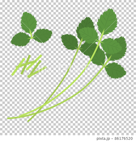 三つ葉のイラスト 86176520