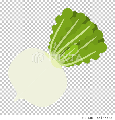 Illustration of Shogoin radish 86176528