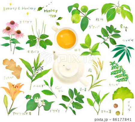 リラックスと健康と美容のための植物の葉の健康茶とティーカップのセット白バックイラスト素材 86177841
