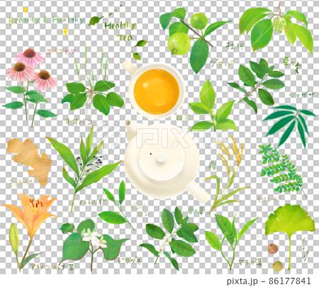 リラックスと健康と美容のための植物の葉の健康茶とティーカップのセット白バックイラスト素材 86177841
