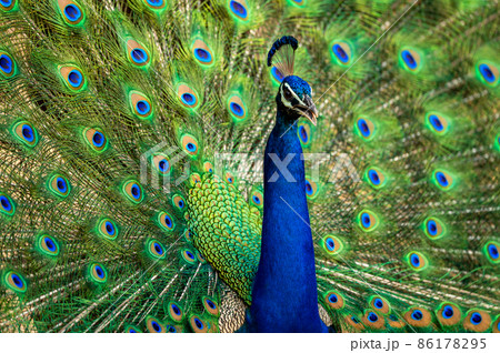extreme closeup Indian peafowl or male peacock dancing with full colorful wingspan to attracts female partners for mating at ranthambore national park forest reserve rajasthan india - Pavo cristatus extreme closeup Indian peafowl or male peacock dancing with full colorful wingspan to attracts female partners for mating at ranthambore national park forest reserve rajasthan india - Pavo cristatus 86178295