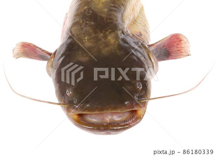 Catfish on white (Clipping path) 86180339