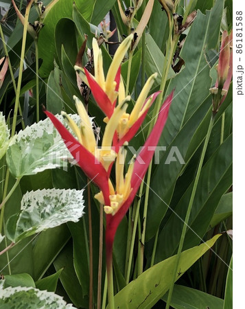 南国の花 南国の花 86181588