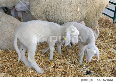 Newborn Lambs Couple Newborn Lambs Couple 86182088