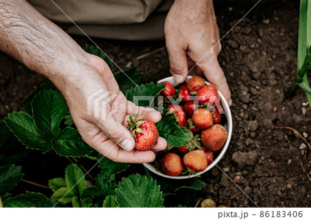 Farmer's hands hold a bowl with ripe strawberries. A man picks strawberries. Natural organic farm product Farmer's hands hold a bowl with ripe strawberries. A man picks strawberries. Natural organic farm product 86183406