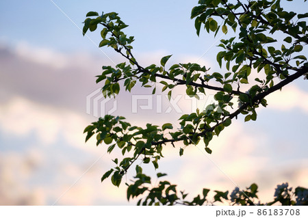 Twigs of cherry tree with white blossoming flowers in early spring 86183708
