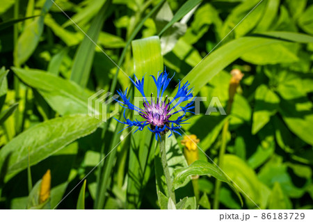 Russia. Kronstadt. June 4, 2021. A blue cornflower on a flower bed in the city courtyard. Russia. Kronstadt. June 4, 2021. A blue cornflower on a flower bed in the city courtyard. 86183729