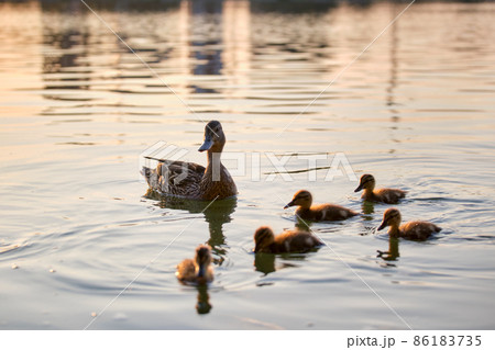 Wild duck family of mother bird and her chicks swimming on lake water at bright sunset. Birdwatching concept 86183735