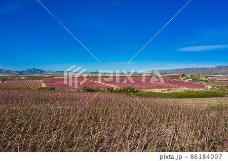 Peach blossom in Ascoy near Cieza in the Murcia region in Spain 86184007