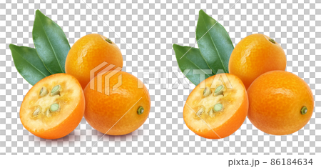 Kumquat fruit illustration real set 86184634
