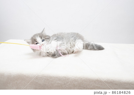 猫じゃらしに抱きつく子猫 猫じゃらしに抱きつく子猫 86184826