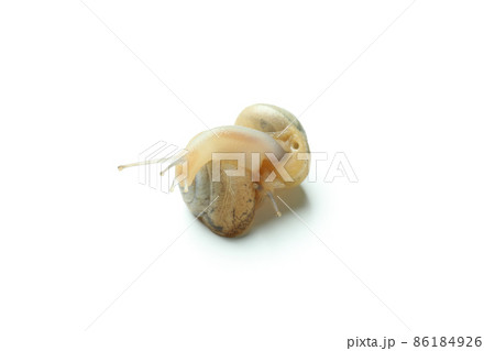 Snails with shell isolated on white background 86184926