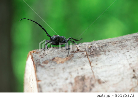Morimus funereus, longhorn beetle in its natural habitat on a moss-covered log in a green spring forest - selective focus, space for text 86185372
