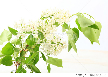 bouquet of white lilac on a white background 86185499