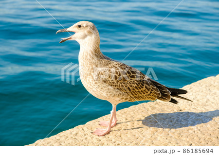 Portrait of grey seagull sits on a pier near the sea. Portrait of grey seagull sits on a pier near the sea. 86185694