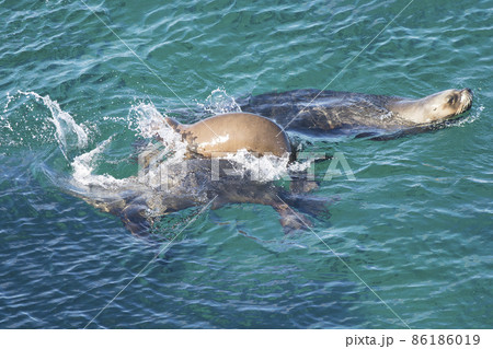 South American Sea Lion, Peninsula Valdes, Patagonia Argentina 86186019