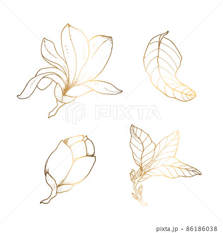 Golden magnolia on a white background. Line art. Handmade flower. Vector illustration. For greeting cards and invitations for wedding, birthday, Valentine s Day, Mother s Day and others. 86186038