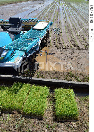田植え作業中の水田 田植え作業中の水田 86187763