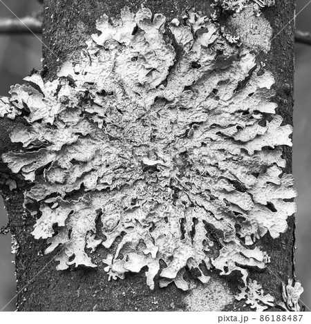 Lichen Parmelia sulcata on tree bark, high definition macro 86188487