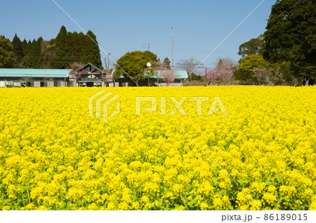満開の菜の花 都市農業センター 満開の菜の花 都市農業センター 86189015