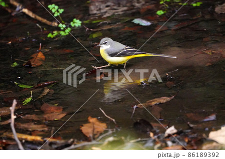 キセキレイ 86189392