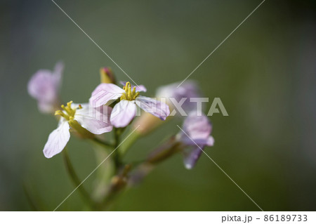 大根の花 86189733