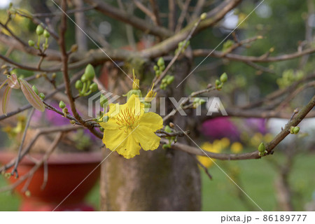 Natural photo: Apricot blossom is commonly cultivated 86189777